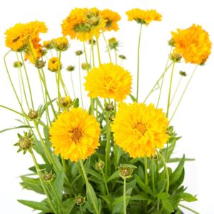 Sarı coreopsis fidesi katmerli solena serisi saksıda