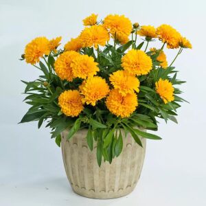 Sarı coreopsis fidesi katmerli solena serisi saksıda