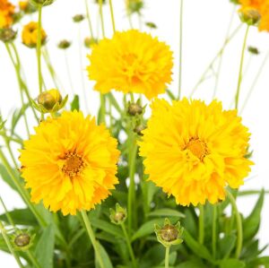 Sarı coreopsis fidesi katmerli solena serisi saksıda