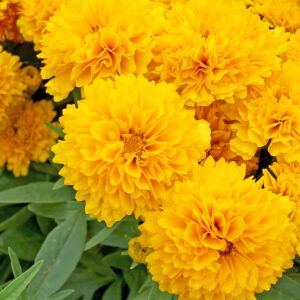 Sarı coreopsis fidesi katmerli solena serisi saksıda