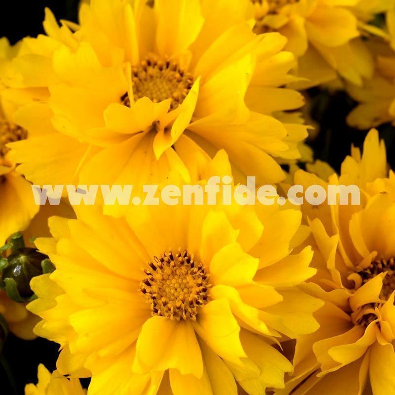 Sarı coreopsis fidesi katmerli sunray serisi