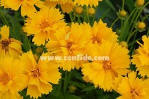 Sarı coreopsis fidesi katmerli sunray serisi