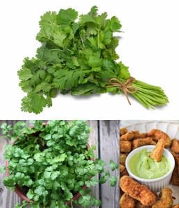 Şifalı kişniş tohumu cilantro coriandrum sativum
