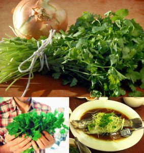 Şifalı kişniş tohumu cilantro coriandrum sativum