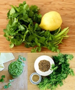 Şifalı kişniş tohumu cilantro coriandrum sativum