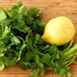 Şifalı kişniş tohumu cilantro coriandrum sativum