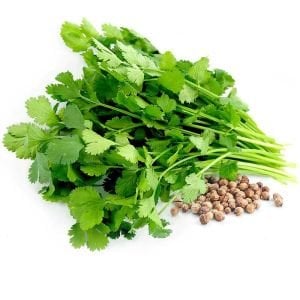Şifalı kişniş tohumu cilantro coriandrum sativum