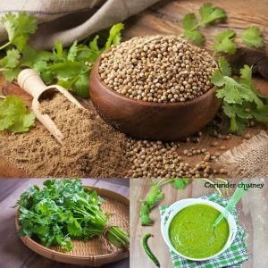 Şifalı kişniş tohumu cilantro coriandrum sativum