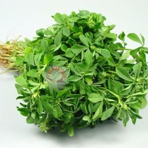 Çemenotu tohumu şifalı çemen otu fenugreek seeds