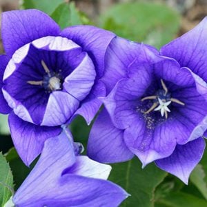 Hakone mavi balon çiçeği fidesi platycodon grandyflora