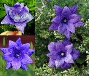 Hakone mavi balon çiçeği fidesi platycodon grandyflora