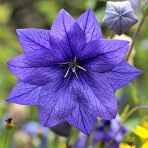 Hakone mavi balon çiçeği fidesi platycodon grandyflora