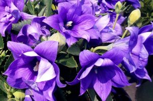 Hakone mavi balon çiçeği fidesi platycodon grandyflora