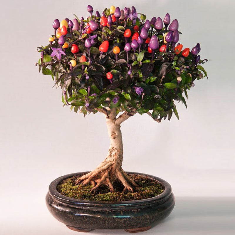 Bonsai süs biberi tohumu 4 renkli biber bonsai yapılabilir kalıcı