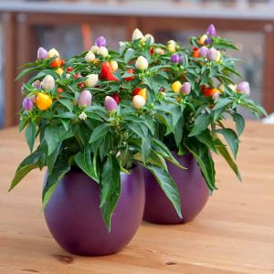Bonsai süs biberi tohumu 4 renkli biber bonsai yapılabilir kalıcı