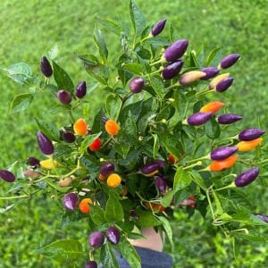 Bonsai süs biberi tohumu 4 renkli biber bonsai yapılabilir kalıcı