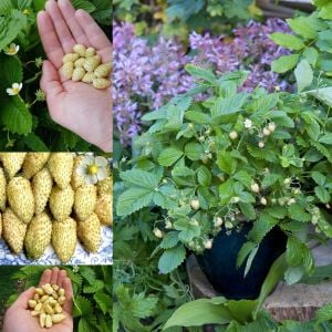 Sarı çilek fidesi yellow wonder kokulu 1 fide