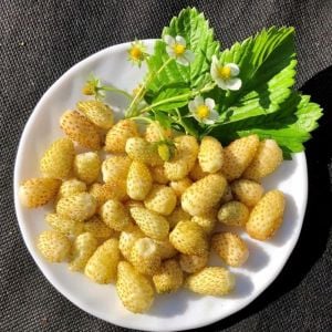Sarı çilek fidesi yellow wonder kokulu 1 fide