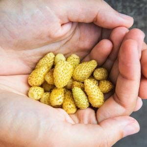 Sarı çilek fidesi yellow wonder kokulu 1 fide