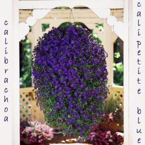 Sarkan mavi calibrachoa çiçeği milyon çanlar çiçeği calita compact 3 fide