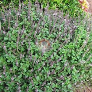 Vanilya kokulu fesleğen tohumu geleneksel basil vannilla scent