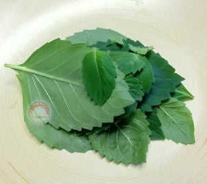 Vanilya kokulu fesleğen tohumu geleneksel basil vannilla scent