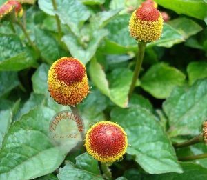 Dişotu tohumu acmella oleracea şifalı süs bitkisi