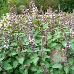 Vanilya kokulu fesleğen tohumu geleneksel basil vannilla scent
