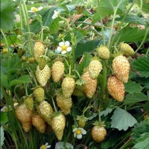 Sarı çilek fidesi yellow wonder kokulu 1 fide