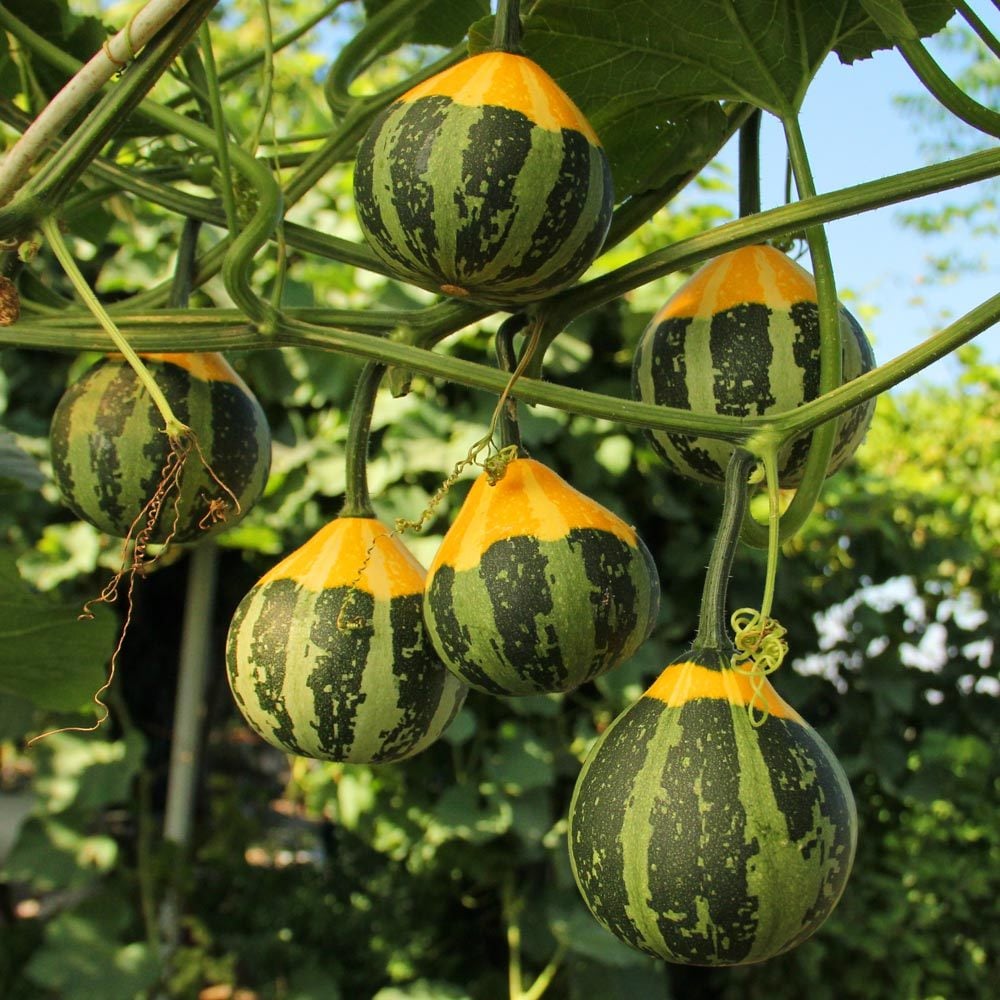 Minyatür süs kabağı tohumu pear bicolor gourd