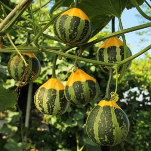 Minyatür süs kabağı tohumu pear bicolor gourd