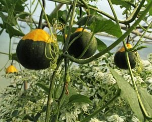 Minyatür süs kabağı tohumu pear bicolor gourd