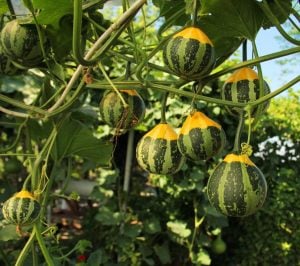 Minyatür süs kabağı tohumu pear bicolor gourd