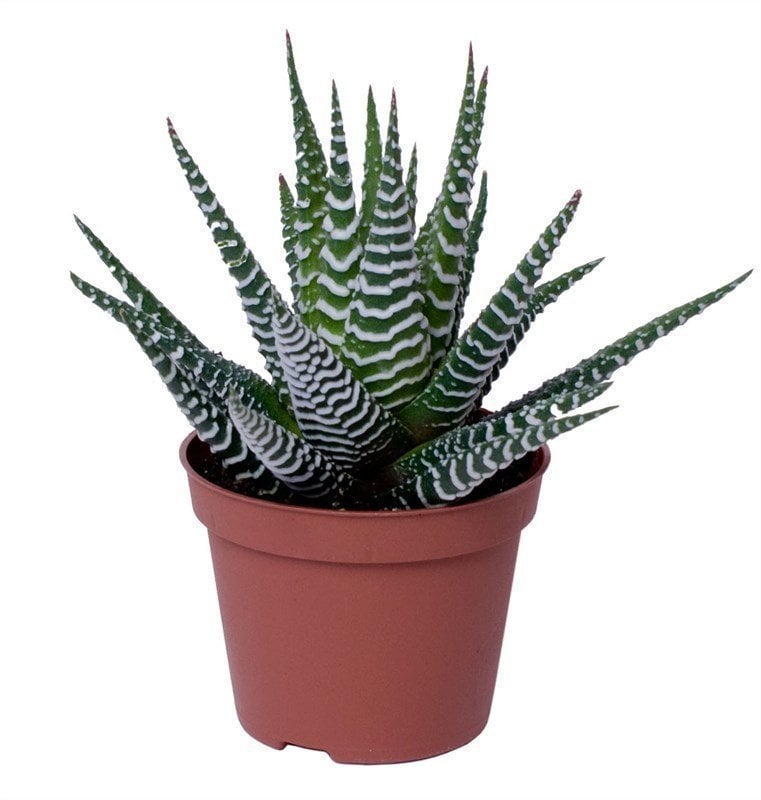 Big band haworthia fasciata yetişmiş saksıda
