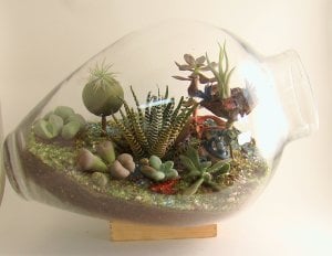 Big band haworthia fasciata yetişmiş saksıda