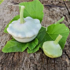 Yaz kabağı tohumu Atalık istiridye çalı tipi kabak