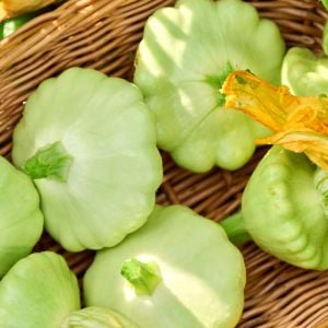 Yaz kabağı tohumu Atalık istiridye çalı tipi kabak