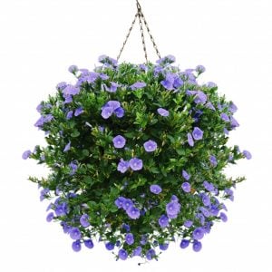 Convolvulus sabatius fidesi mavi çiçekli yayılıcı sarkan