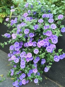 Convolvulus sabatius fidesi mavi çiçekli yayılıcı sarkan
