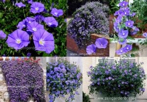 Convolvulus sabatius fidesi mavi çiçekli yayılıcı sarkan