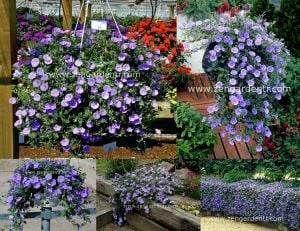 Convolvulus sabatius fidesi mavi çiçekli yayılıcı sarkan