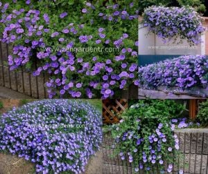 Convolvulus sabatius fidesi mavi çiçekli yayılıcı sarkan