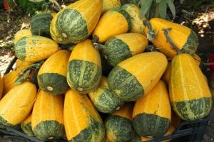 Süs kabağı tohumu ornamental bicolor gourd