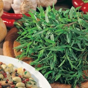 Zahter tohumu sater otu yaz zahteri satureja hortensis afrodizyak