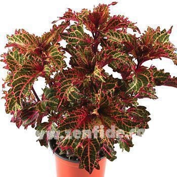 Peter's wonder yaprak güzeli fidesi coleus x blumei kolyoz