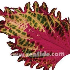 Peter's wonder yaprak güzeli fidesi coleus x blumei kolyoz
