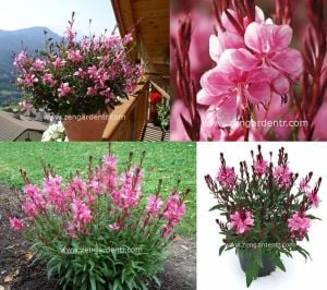 Bodur pembe gaura fidesi saksı tip iri çiçekli