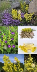 Yoğurt otu tohumu galium verum