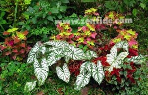 Peter's wonder yaprak güzeli fidesi coleus x blumei kolyoz