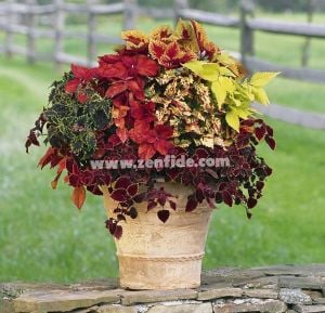 Peter's wonder yaprak güzeli fidesi coleus x blumei kolyoz